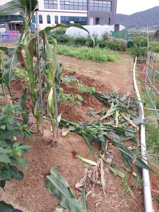 김동주님의 고추 · 영농일지 작성글 사진