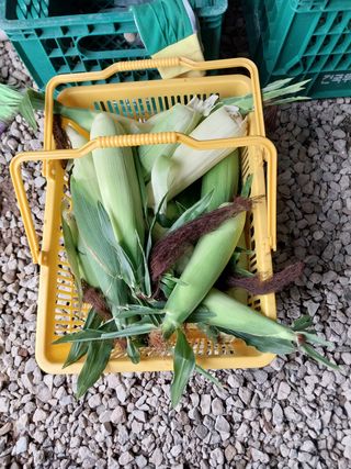 김동주님의 고추 · 영농일지 작성글 사진