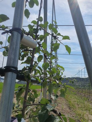 조수현님의 사과 · 품종•종자 작성글 사진