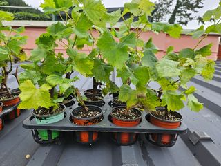 금도끼은도끼님의 작성글 사진