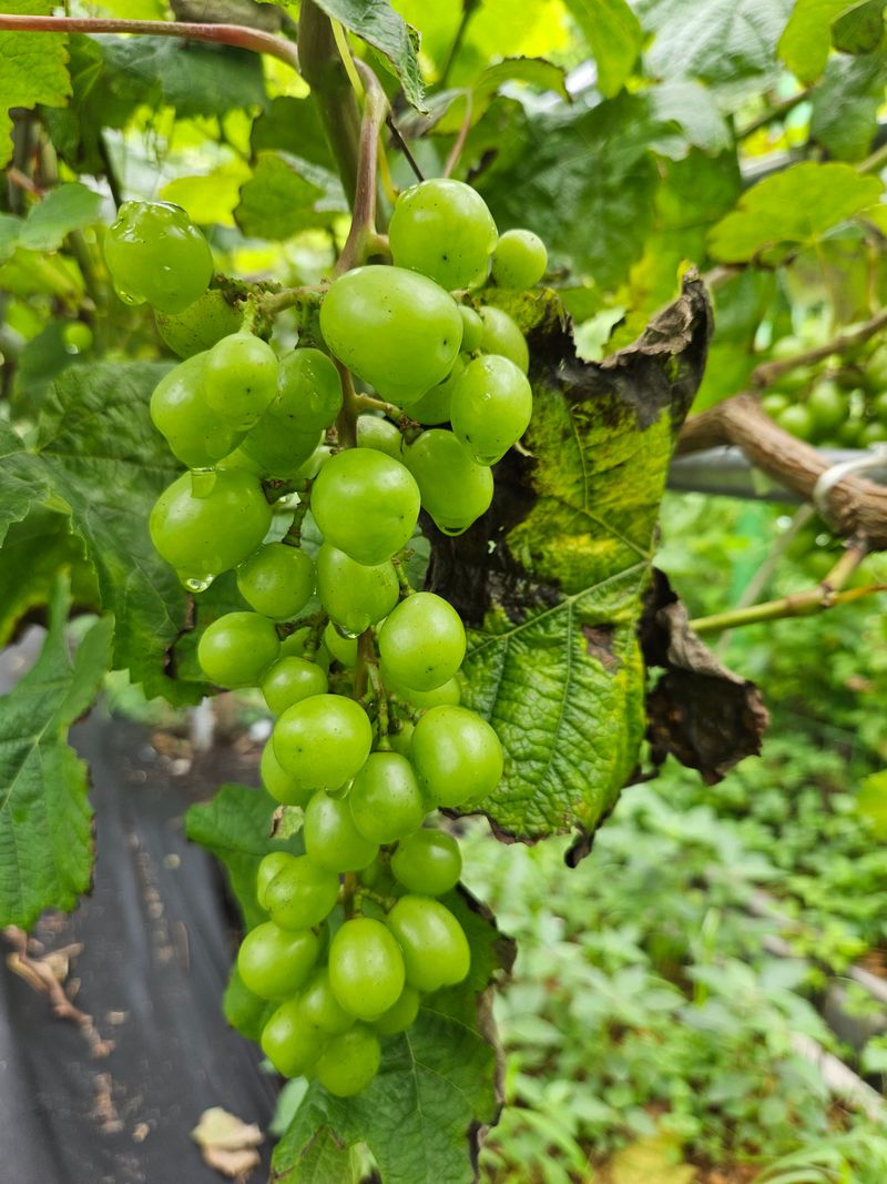 금도끼은도끼님의 장터 판매 상품 [샤인머스켓 묘목입니다] 첨부 사진