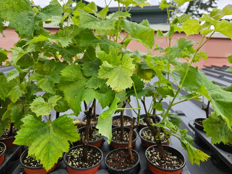 금도끼은도끼님의 장터 판매 상품 [샤인머스켓 묘목입니다] 첨부 사진