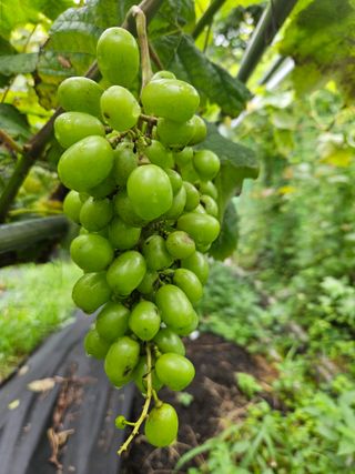 금도끼은도끼님의 작성글 사진