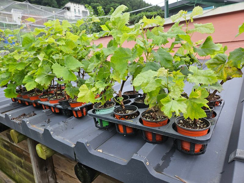 금도끼은도끼님의 장터 판매 상품 [샤인머스켓 묘목입니다] 첨부 사진