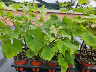 금도끼은도끼님의 작성글 사진