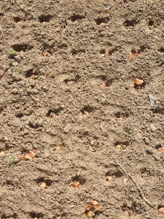 호미대장님의 기타작물 · 자유게시판 작성글 사진