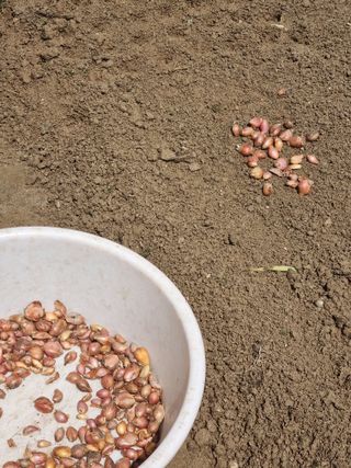 호미대장님의 기타작물 · 자유게시판 작성글 사진