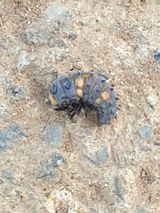 팜모닝 기타작물·병해충상담 게시글 이미지