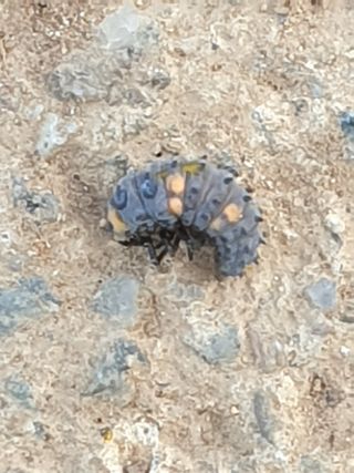 남해님의 기타작물 · 병해충상담 작성글 사진