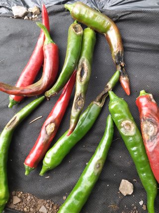 현경출님의 고추 · 병해충상담 작성글 사진