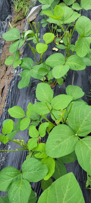 김중언님의 콩 · 자유게시판 작성글 사진