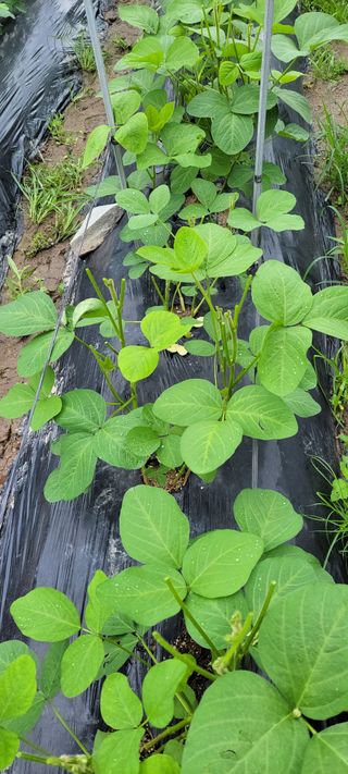 김중언님의 콩 · 자유게시판 작성글 사진