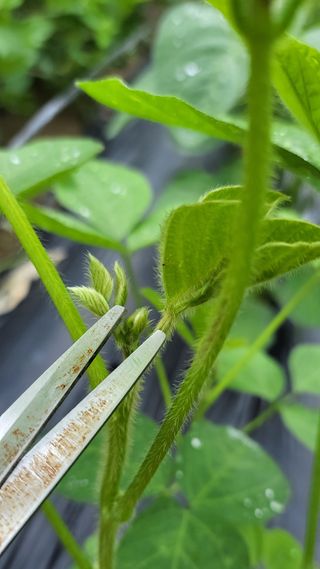 김중언님의 콩 · 자유게시판 작성글 사진