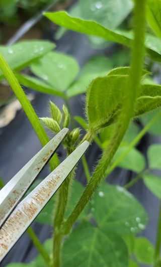 김중언님의 콩 · 자유게시판 작성글 사진