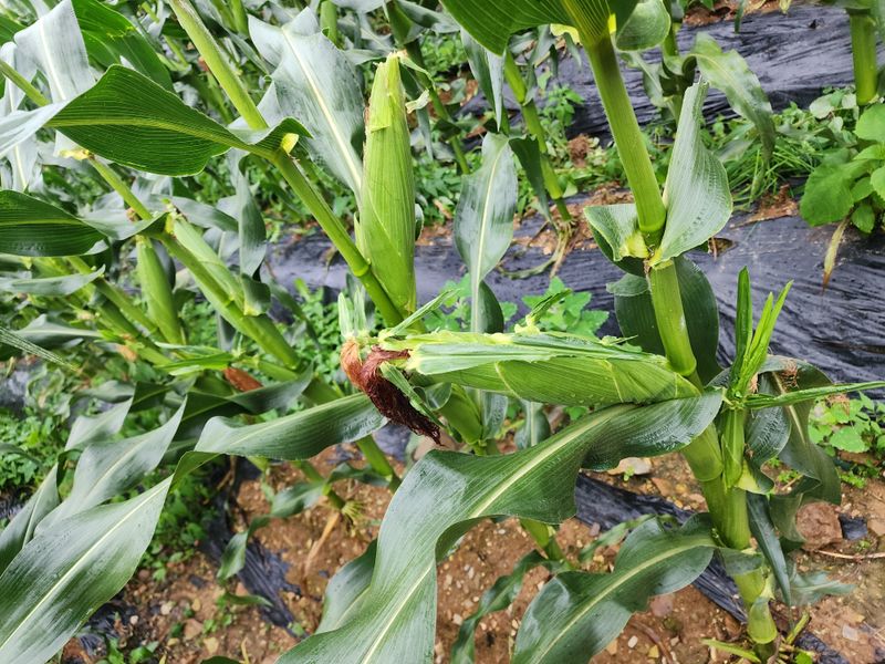 장터 상품 [강원도정선옥수수미백2호] 썸네일