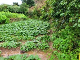 정동출님의 고구마 · 자유게시판 작성글 사진