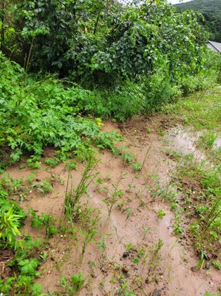 정동출님의 고구마 · 자유게시판 작성글 사진