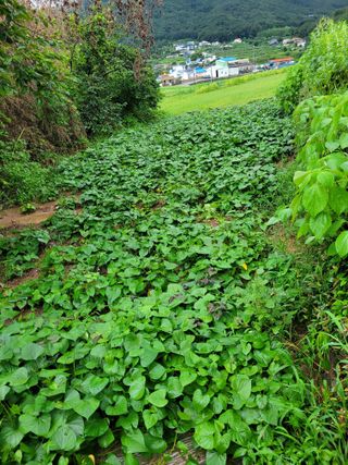 정동출님의 고구마 · 자유게시판 작성글 사진