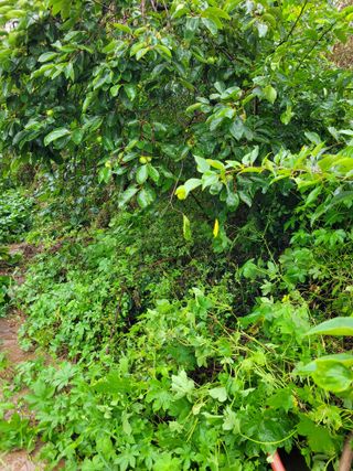 정동출님의 고구마 · 자유게시판 작성글 사진