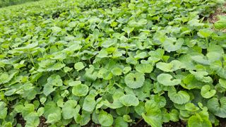 조병대님의 기타작물 · 자유게시판 작성글 사진