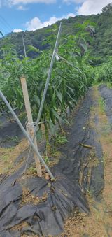 팜모닝 자유주제·자유게시판 게시글 이미지