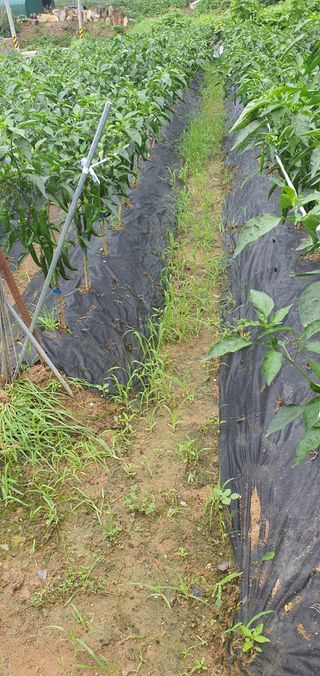 천농부님의 자유주제 · 자유게시판 작성글 사진