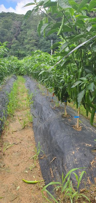 천농부님의 자유주제 · 자유게시판 작성글 사진