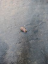 팜모닝 기타작물·병해충상담 게시글 이미지