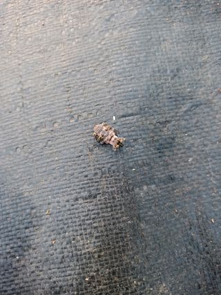 문세철님의 기타작물 · 병해충상담 작성글 사진