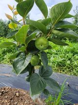 팜모닝 감·자유게시판 게시글 이미지