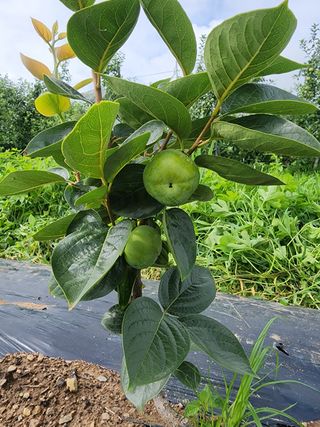 포항태추감님의 감 · 자유게시판 작성글 사진