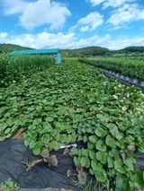 팜모닝 고구마·자유게시판 게시글 이미지