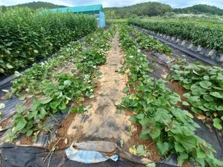 갑산 아리랑님의 고구마 · 자유게시판 작성글 사진