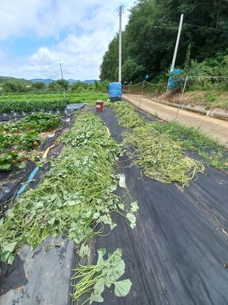 갑산 아리랑님의 고구마 · 자유게시판 작성글 사진
