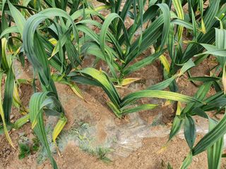 황재복님의 마늘 · 병해충상담 작성글 사진