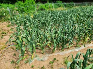 황재복님의 마늘 · 병해충상담 작성글 사진