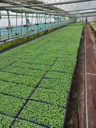 농민님의 상추 · 자유게시판 작성글 사진