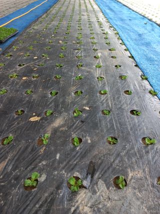 농민님의 상추 · 자유게시판 작성글 사진