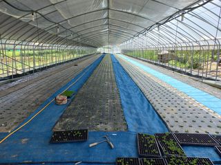 농민님의 상추 · 자유게시판 작성글 사진