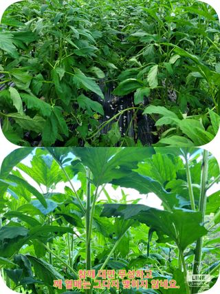 조용길님의 참깨 · 자유게시판 작성글 사진