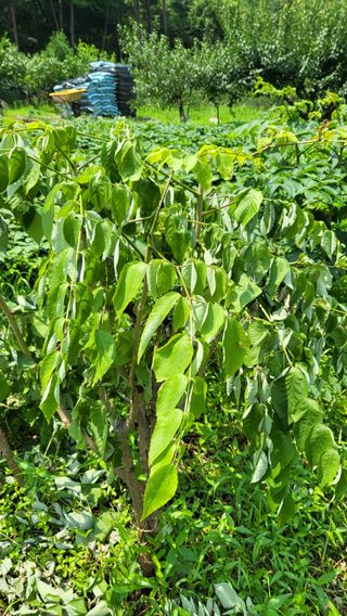 채리원님의 두릅 · 병해충상담 작성글 사진