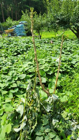 채리원님의 두릅 · 병해충상담 작성글 사진