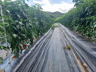 오영도님의 고추 · 일상 작성글 사진