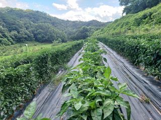 오영도님의 고추 · 일상 작성글 사진