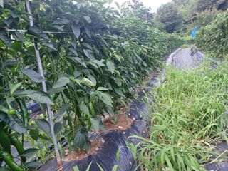 오영도님의 고추 · 일상 작성글 사진