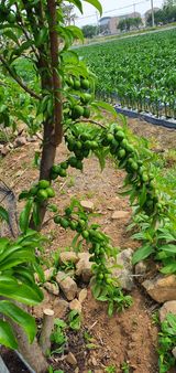 팜모닝 사과·병해충상담 게시글 이미지