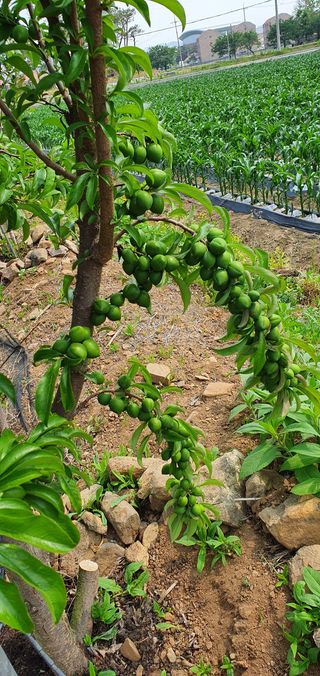 사랑하기님의 사과 · 병해충상담 작성글 사진