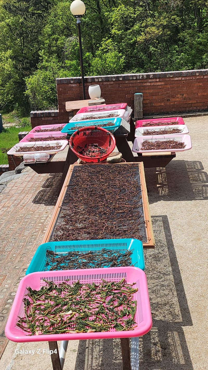 장터 상품 [자연산건고사리 100g ] 썸네일