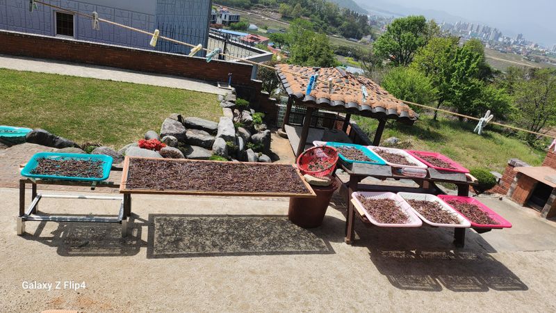 장종식님의 장터 판매 상품 [자연산건고사리 100g ] 첨부 사진