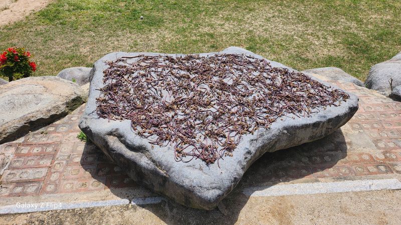 장종식님의 장터 판매 상품 [자연산건고사리 100g ] 첨부 사진